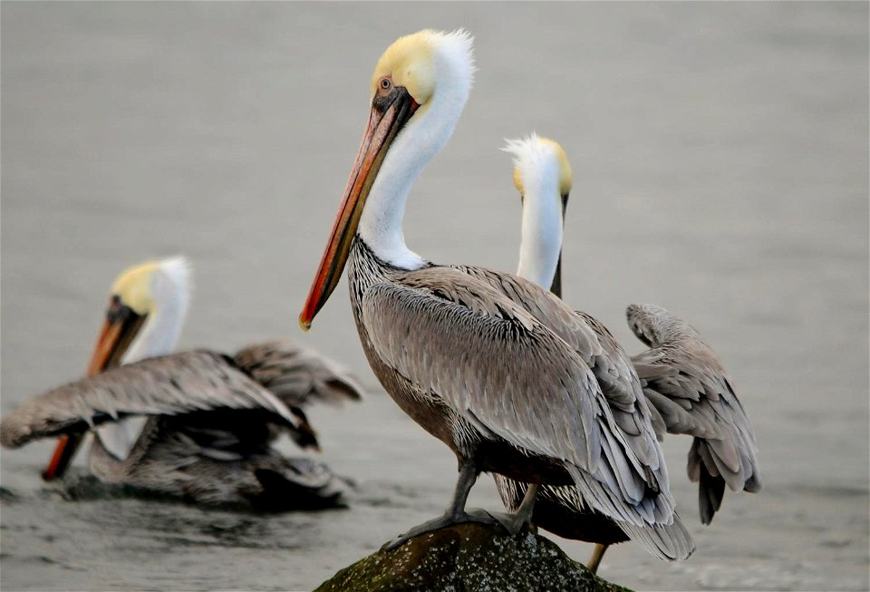 Oregon Coast National Wildlife Refuge
November 2011

Photo: Roy W. Lowe, USFWS