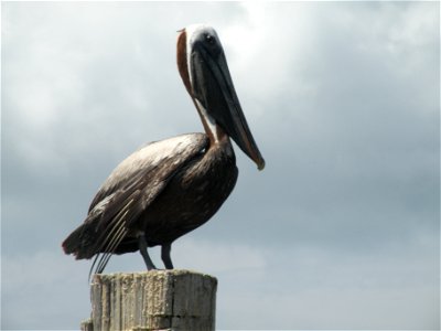 July 1, 2010 Gulf Shores, AL - Most marsh areas require boat transportation for surveying for oil impacts. Pelicans are standard scenery. Photo by Bonnie Strawser. www.fws.gov/home/dhoilspill photo