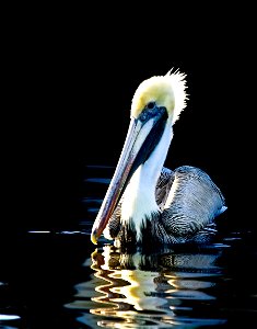 Brown Pelican, North Carolina. Photo credit: Jackie Orsulak, USFWS