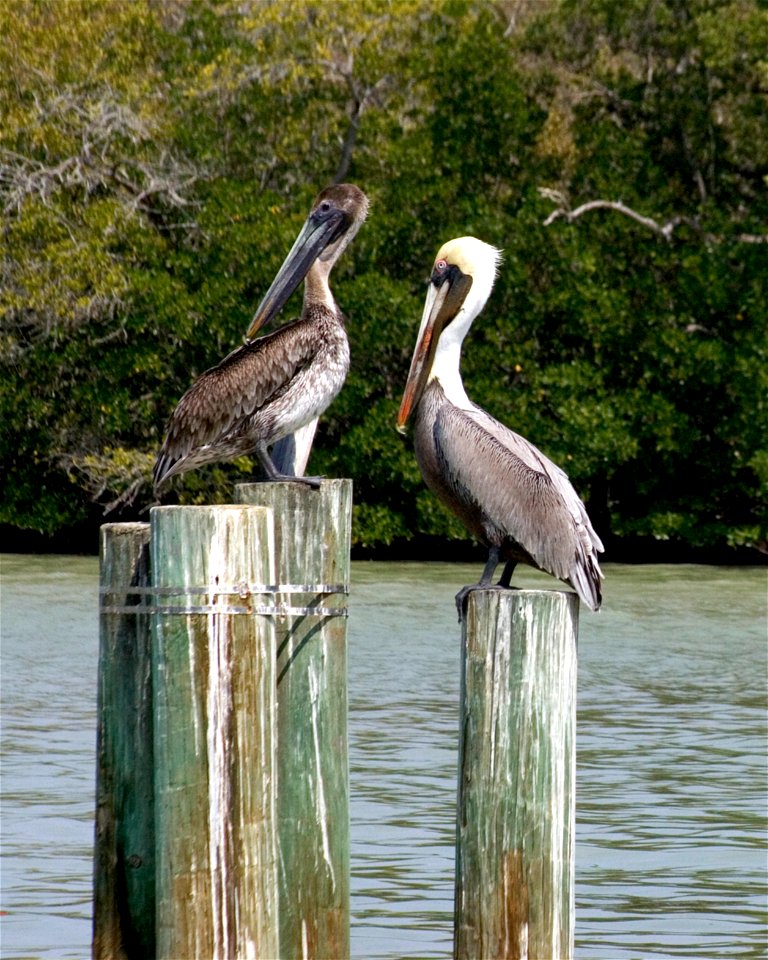 Brown Pelican (1), NPSPhoto, R. Cammauf