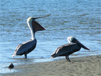 A pair of Brown Pelicans (Pelecanus occidentalis) on a sandbar.Photo taken with a Panasonic Lumix DMC-FZ50 in New Hanover County, North Carolina, USA.