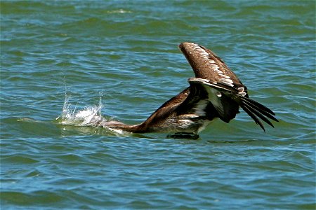 Brown Pelican-Taking a dive, NPSphoto, G.Gardner