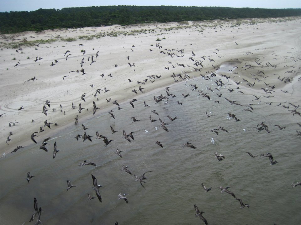 August 1, 2010, Apalachicola, Florida - Brown Pelicans flying over St. Vincent National Wildlife Refuge. This image was taken during an aerial survey from a helicopter along the Florida coastline and 