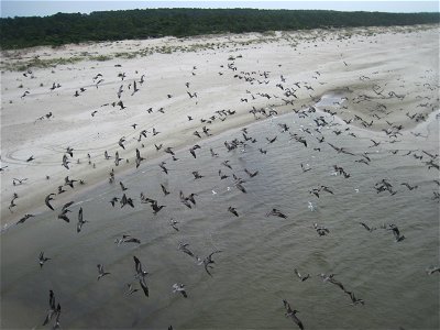 August 1, 2010, Apalachicola, Florida - Brown Pelicans flying over St. Vincent National Wildlife Refuge. This image was taken during an aerial survey from a helicopter along the Florida coastline and photo
