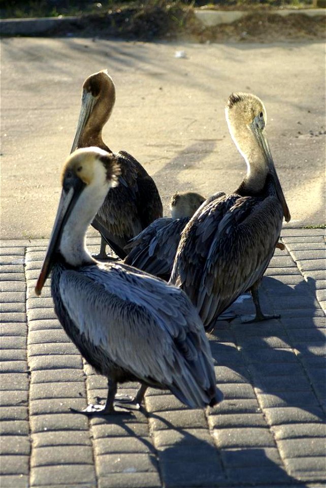 Brown Pelicans in Fort Walton Beach, FL
