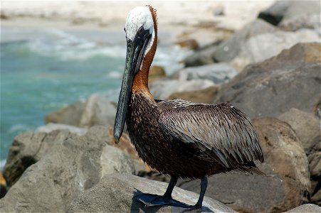 Brown Pelican. Near St Pete's Beach, Florida USA. photo