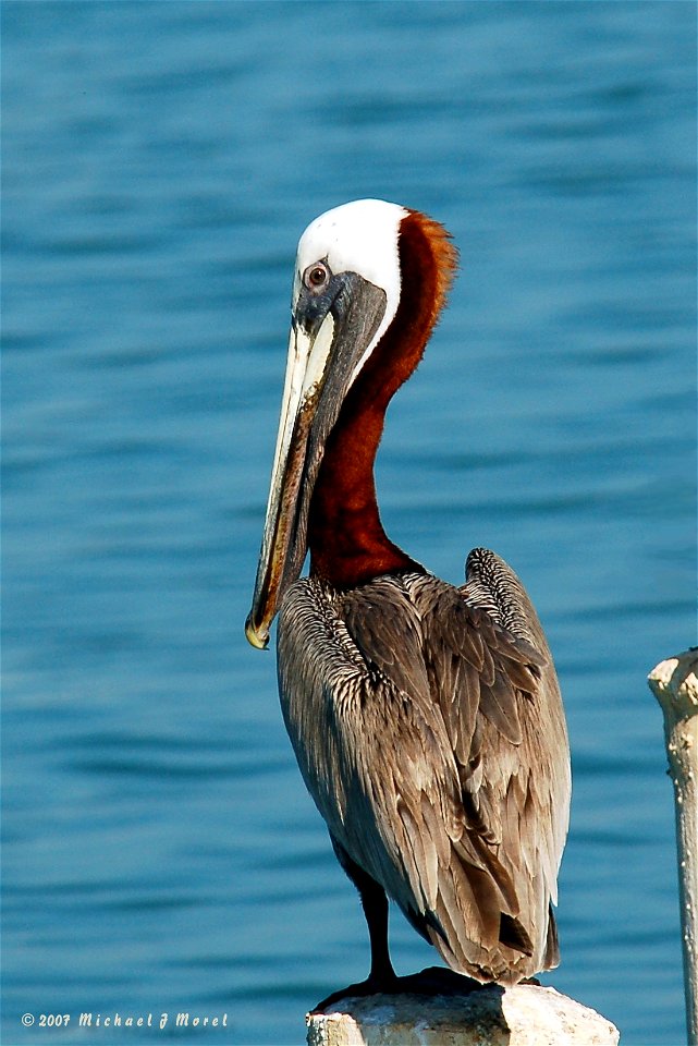 Brown Pelican Pelecanus occidentalis occidentalis, Puerto Rico.
Status:  Recovered, delisted
Photo by Mike Morel

For more information ecos.fws.gov/speciesProfile/profile/speciesProfile.action...