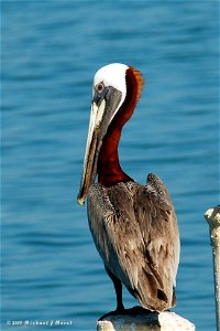 Brown Pelican Pelecanus occidentalis occidentalis, Puerto Rico. Status: Recovered, delisted Photo by Mike Morel For more information ecos.fws.gov/speciesProfile/profile/speciesProfile.action... photo