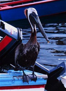 Closeup of a master fisherman.  U. S. Virgin Islands, Charlotte Amalie.