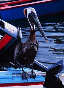 Closeup of a master fisherman. U. S. Virgin Islands, Charlotte Amalie. photo