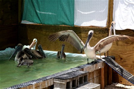 Recovering pelicans, Alabama Credit: Tom MacKenzie, USFWS, Gulf Coast Ecosystem Restoration images