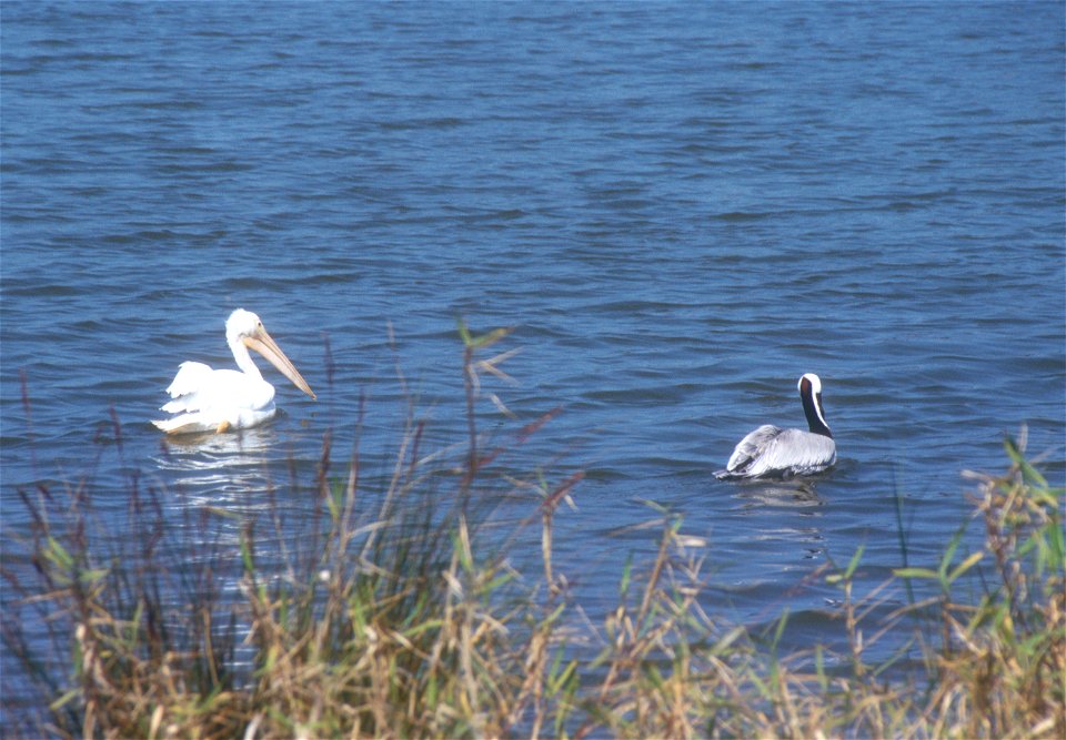 Indian River Lagoon National Scenic Byway - Pelicans at Pelican Island