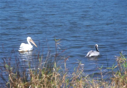 Indian River Lagoon National Scenic Byway - Pelicans at Pelican Island photo