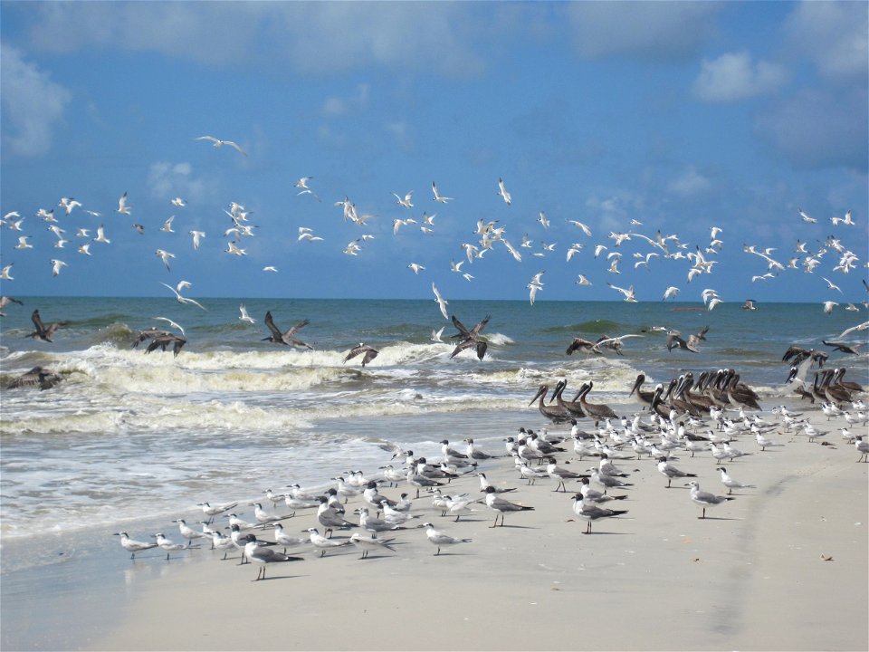 July 25, 2010, Indian Pass, Florida - Gulls, terns, and brown pelicans were abundant on beaches in Indian Pass, FL. Ground crew biologists were surveying this area searching for birds in distress. Cre