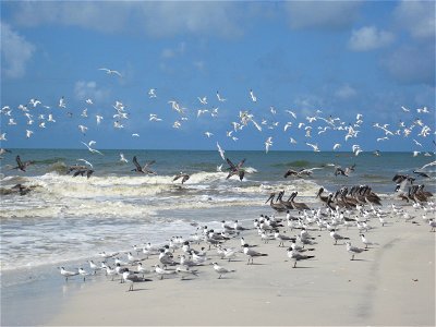 July 25, 2010, Indian Pass, Florida - Gulls, terns, and brown pelicans were abundant on beaches in Indian Pass, FL. Ground crew biologists were surveying this area searching for birds in distress. Cre photo