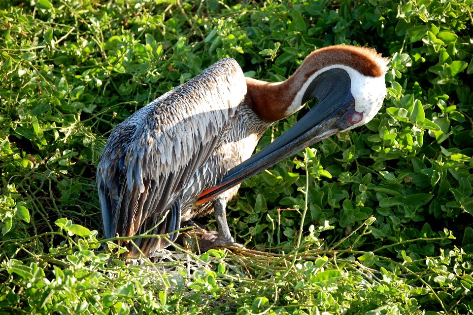 Pelican in nesting area. Ecuador, Galapagos Islands.