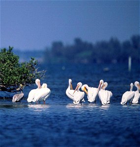 American White Pelicans and a Brown Pelican at rest on Pelican Island NWR photo