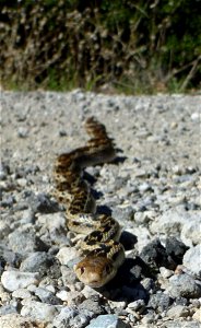 This non-venomous snake is often mistaken for a diamondback rattlesnake. However, it can be easily distinguished from a rattlesnake by the lack of black and white banding on its tail, as well as by th photo