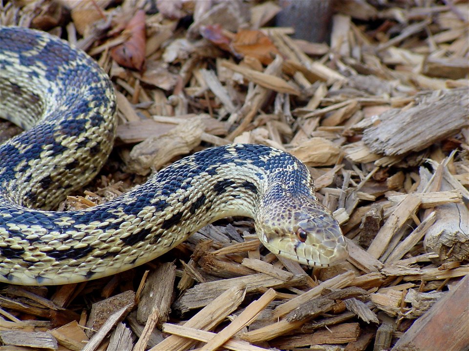 Scientific name:  Pituophis catenifer sayi