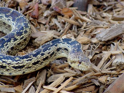Scientific name:  Pituophis catenifer sayi