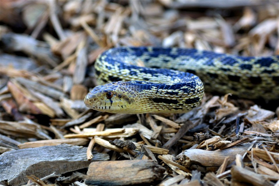 This non-venomous snake is often mistaken for a diamondback rattlesnake. However, it can be easily distinguished from a rattlesnake by the lack of black and white banding on its tail, as well as by th photo