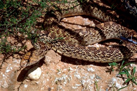 Image title: Bull snake in New Mexico
Image from Public domain images website, http://www.public-domain-image.com/full-image/fauna-animals-public-domain-images-pictures/reptiles-and-amphibians-public-