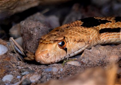 Gopher Snake