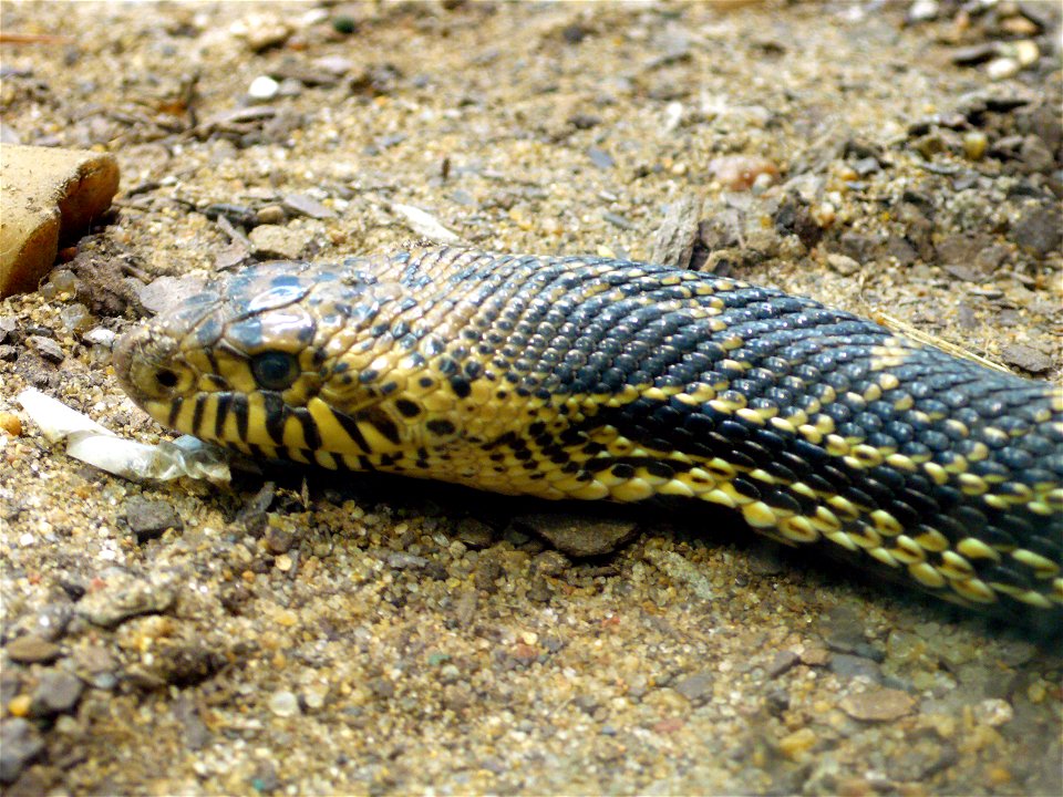 Bull snake (Pituophis catenifer sayi)