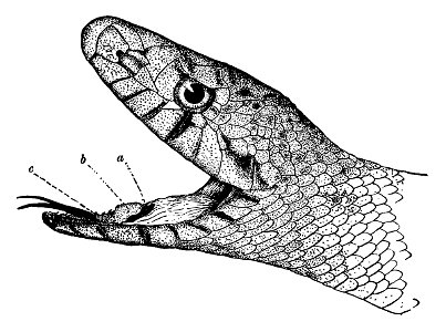 Mouth of the Bull-snake (Pituophis sayi). a, tongue-sheath; b, epiglottis; c, rima glottidis or opening of the windpipe.