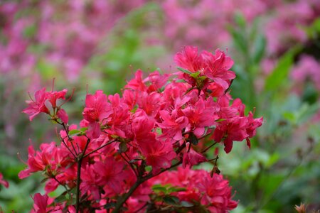 Pink spring rhododendron photo