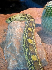 Sonoran Gopher Snake - Pituophis catenifer