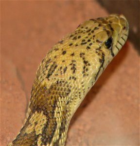 Sonoran Gopher Snake - Pituophis catenifer