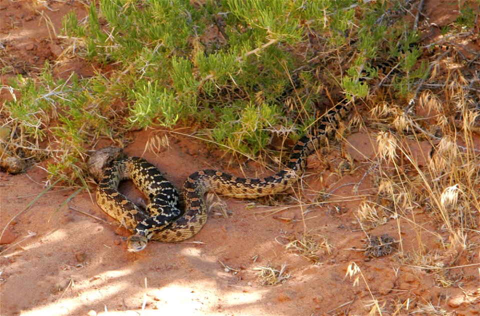 Canyon de Chelly National Monument, Arizona, USA. Gopher snake