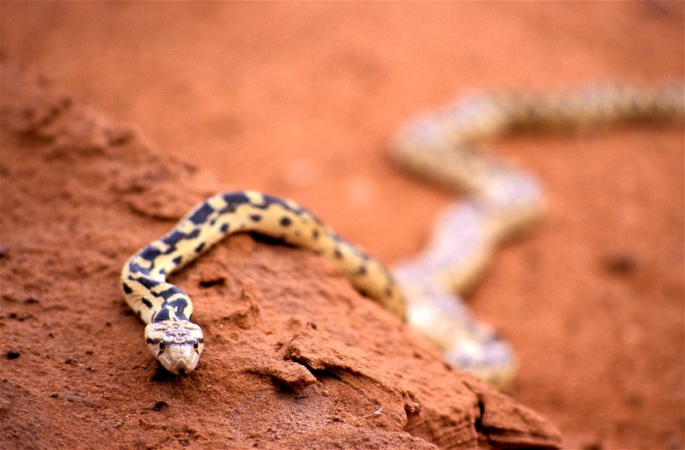 (NPS Photo/Neal Herbert)