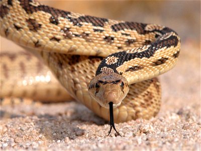 The gopher snake is one of the many reptiles common to the Mojave Desert area. Other snakes seen here are the Mojave green rattlesnake, the sidewinder rattlesnake and the California king snake. photo