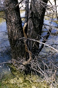 Bull snake in tree