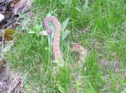 Bull snake at Lewis and Clark Caverns State Park. May 2006.
