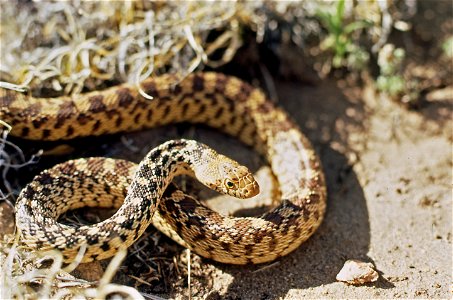 HARMLESS BULL SNAKE GREAT SAND DUNES NATIONAL MONUMENT
