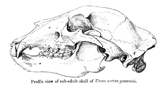 Ursus arctos yessoensis - skull photo