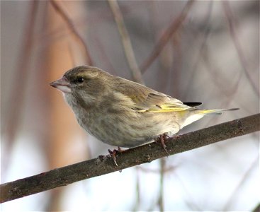 European Greenfinch (Carduelis chloris) in Hollihaka Park, Oulu.