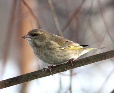 European Greenfinch (Carduelis chloris) in Hollihaka Park, Oulu. photo