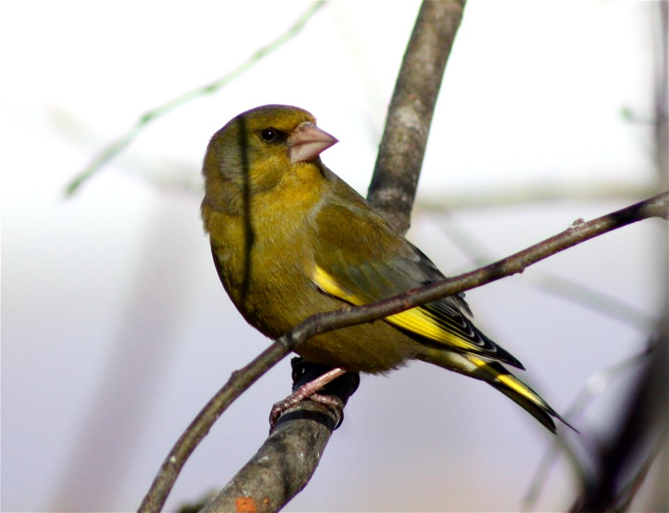 European Greenfinch (Carduelis chloris) in Hollihaka Park, Oulu.