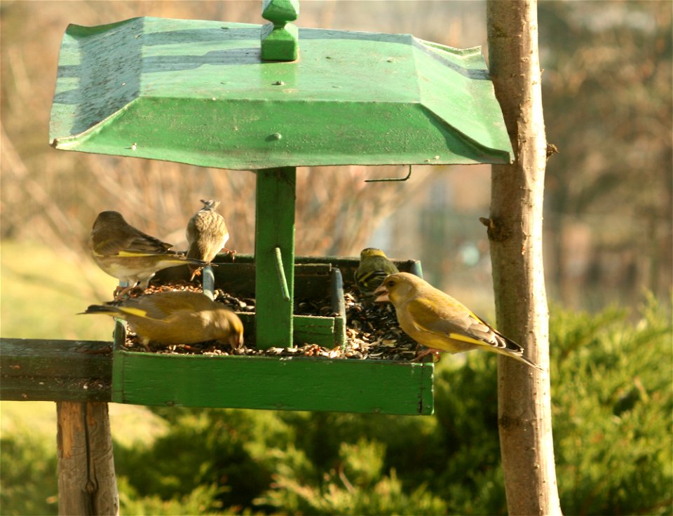 Carduelis chloris, east Bohemia, Europe
Zvonek zelený, Jaroměř, východní Čechy
Date= February 2008

Author=Karelj