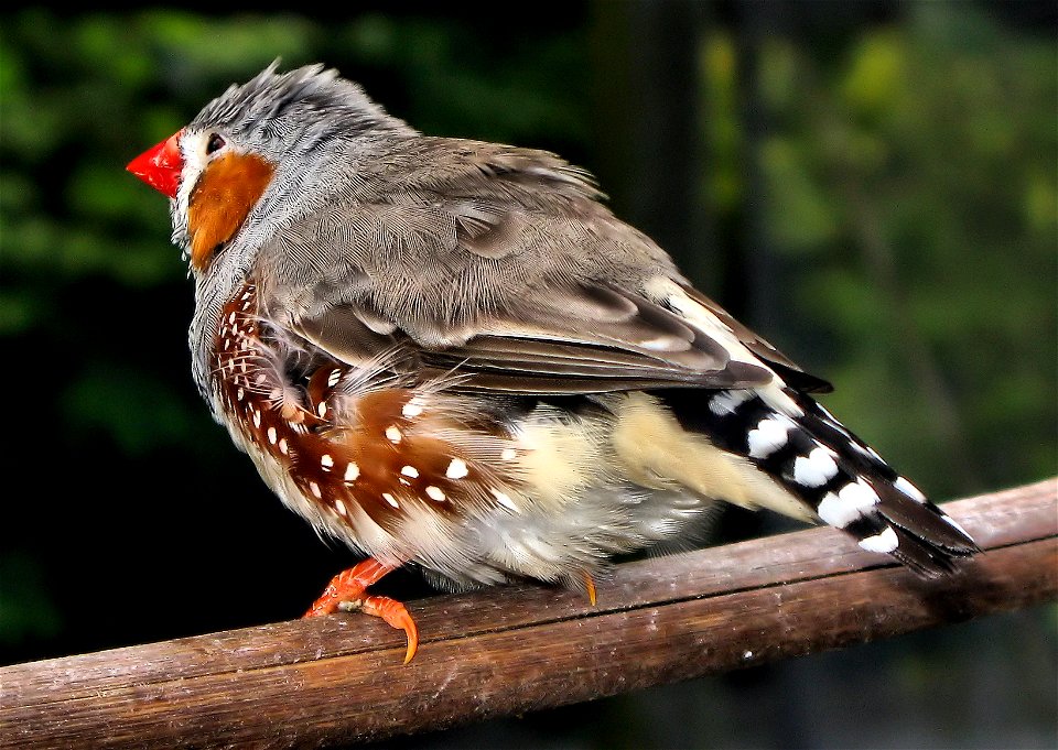 Captive Zebra Finch Taeniopygia guttata at Bodelwyddan Castle Aviary, Denbighshire, Wales.