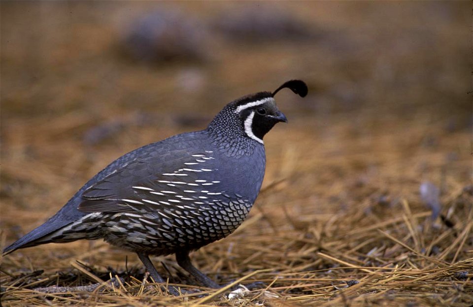 California Quail (Callipepla californica)