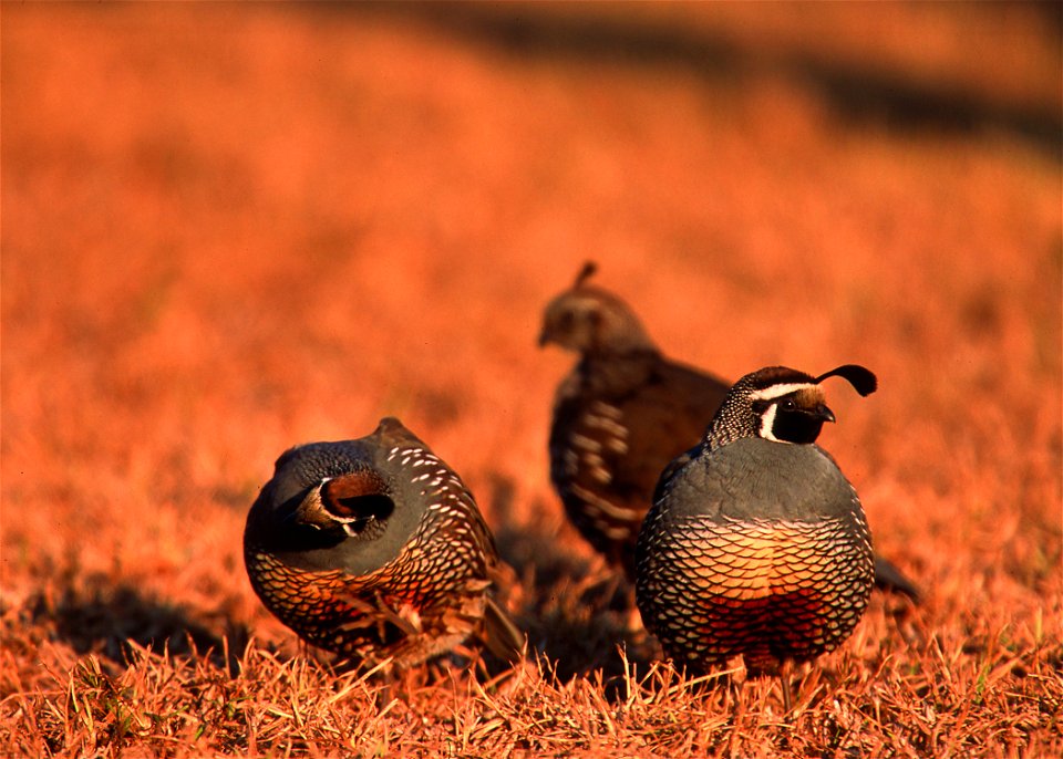 California Quail in Hawaii