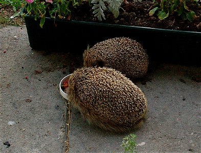 Two hedgehogs (Erinaceus europaeus) enjoying an evening snack photo