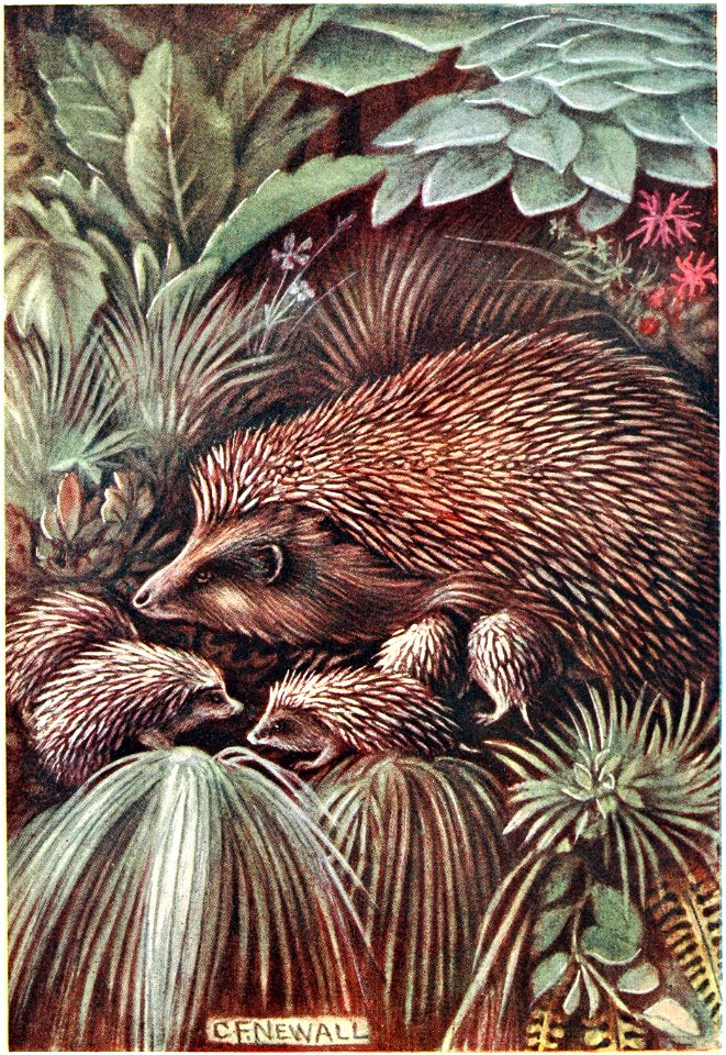Famille de hérissons