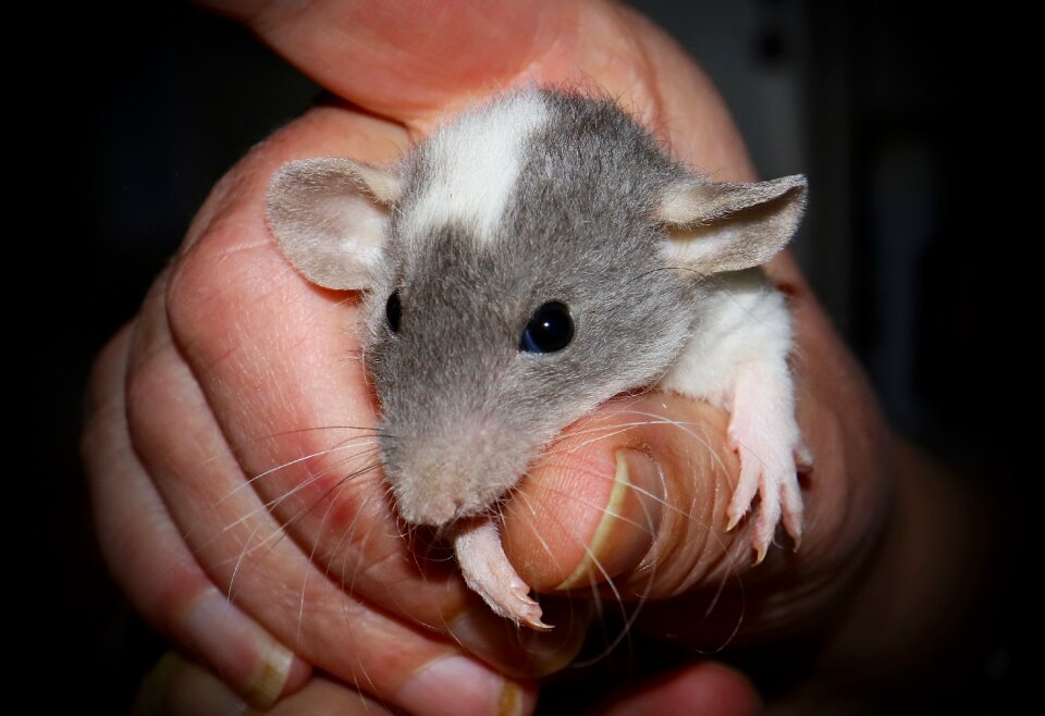 Fur head mammal photo