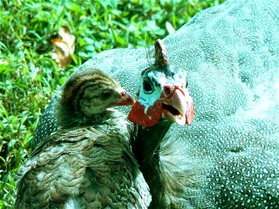 Guinea hen and chick at Cape May National Wildlife Refuge. Credit: Laura Perlick / USFWS photo